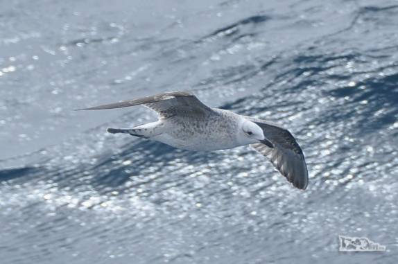 Um Giant Petrel em Shag Rocks, entre Falkland e Geórgia do Sul